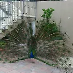 Anka Strman * 마카르스카