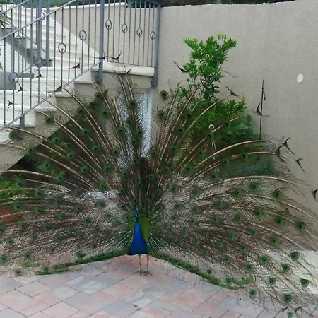 Anka Strman * マカルスカ